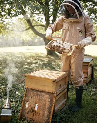 Kate Middleton wearing a bee suit holding a tray of bees in front of a tree