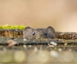 Mouse poking head out