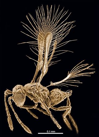 Tinkerbella nana, a parasitoid wasp that measures only 0.00984 inches (250 micrometers) long and lives in Costa Rica.