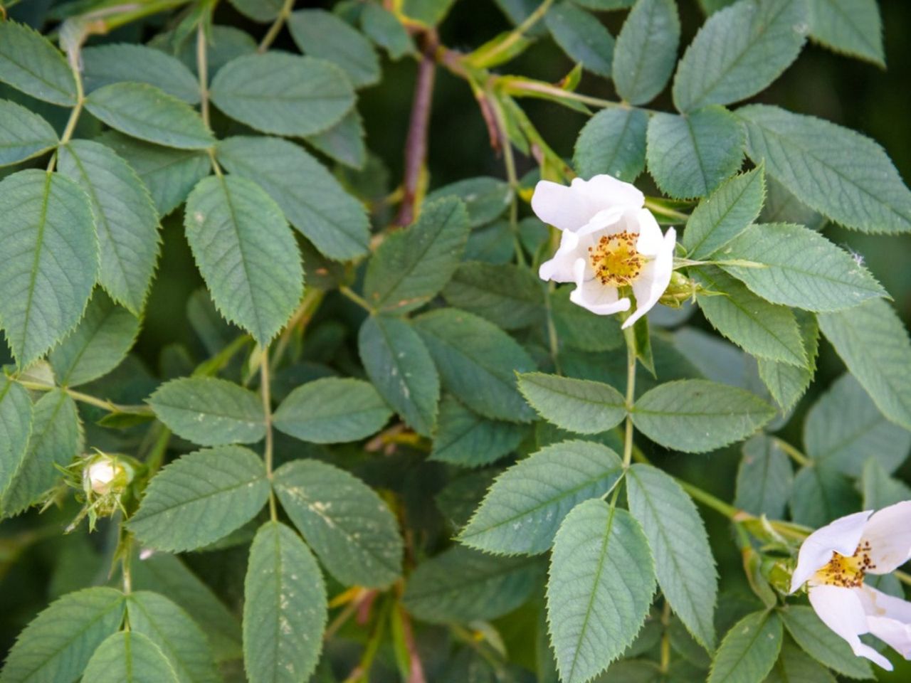 White Flowering Mock Orange Shrub