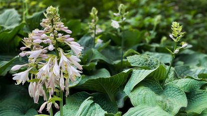 hosta plant with flower