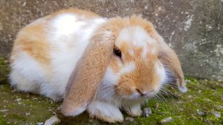 Holland lop also called dwarf lop