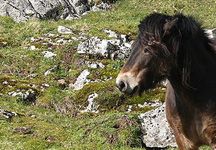 exmoor5.jpg