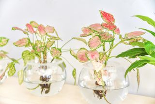 Plants with pink foliage in glass fish bowl vases
