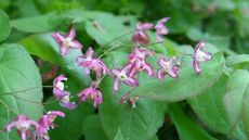 Epimedium rubrum, with green heart-shaped leaves and pink and white flowers in spring