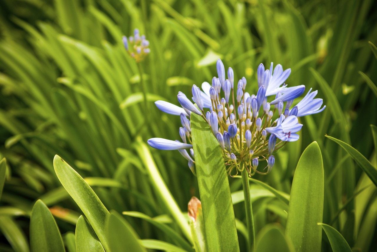 agapanthus not blooming