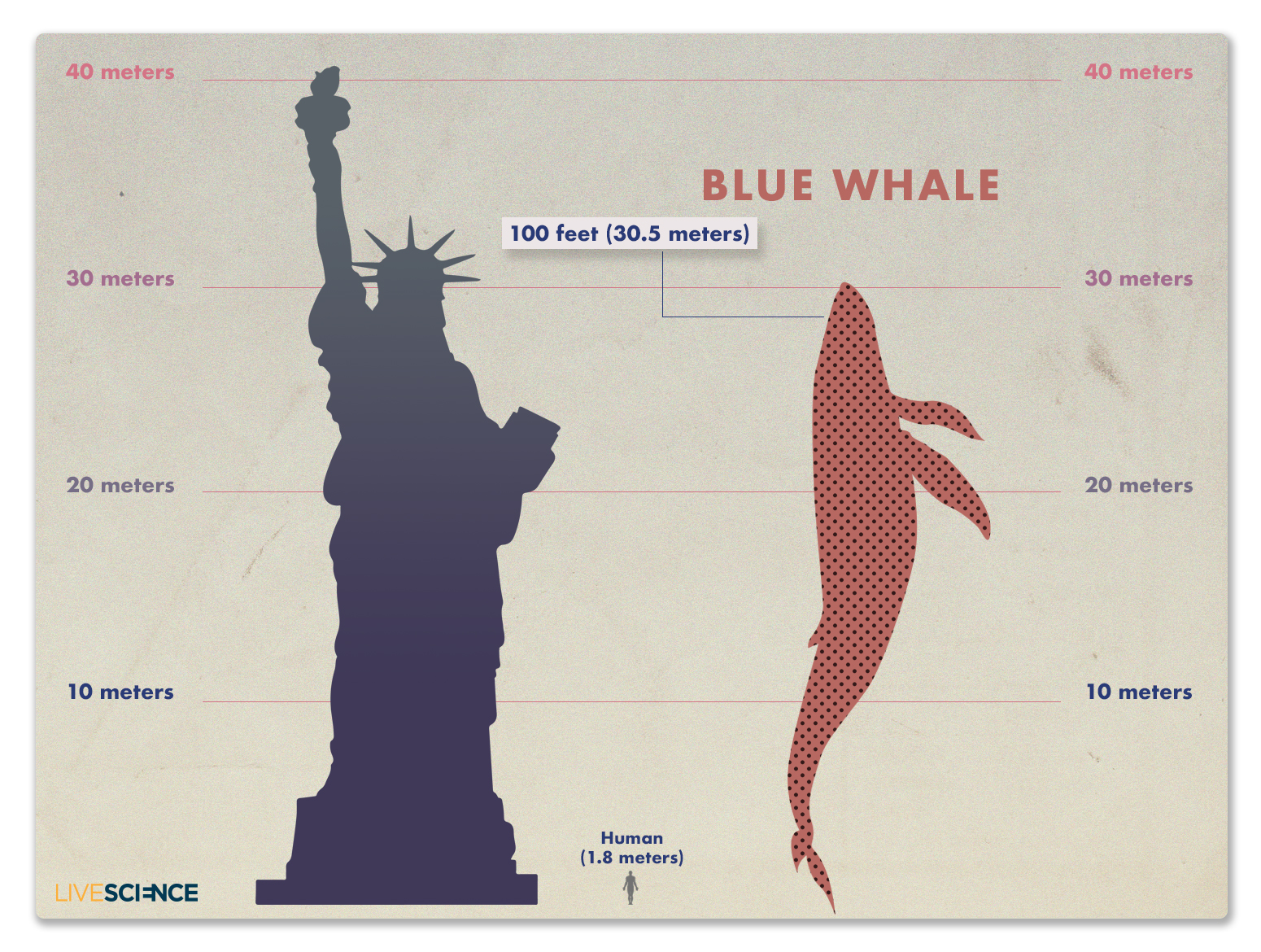 Kind Of A Big Deal How King Kong Measures Up Images Live Science