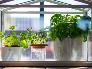 hydroponic gardening with herbs