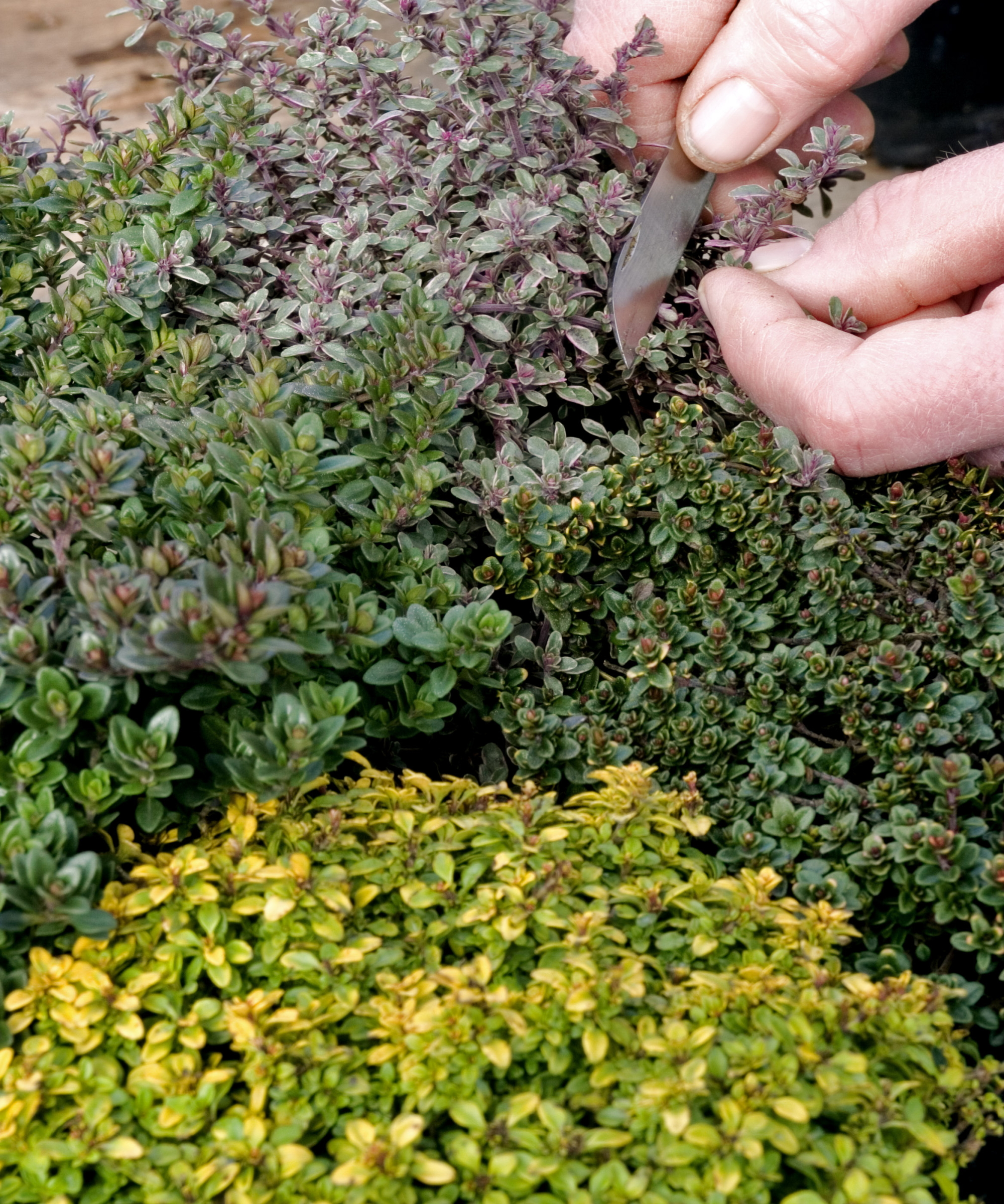 A gardener cuts thyme with a knife