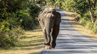 an asian elephant walking head on down a road with trees and bushes at the side