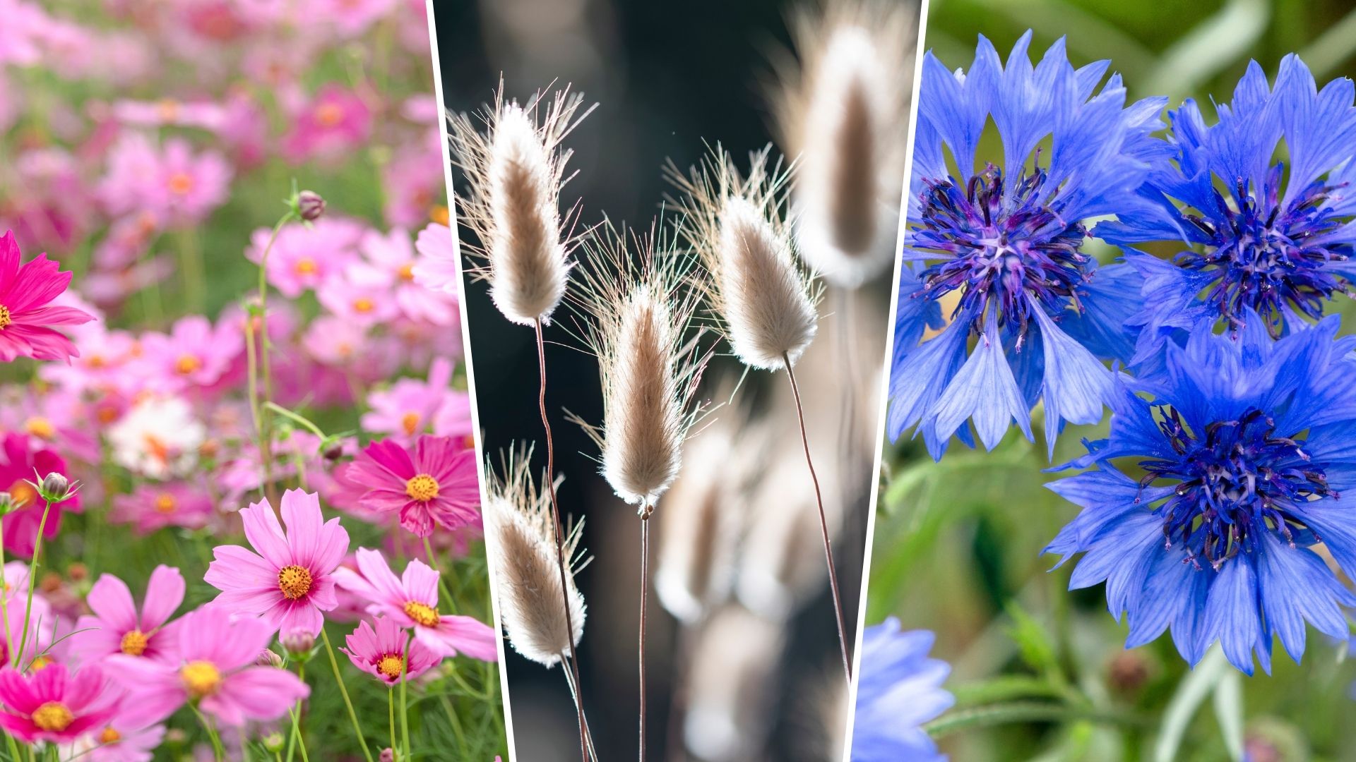 composite of cosmos, bunny tail grass and cornflowers