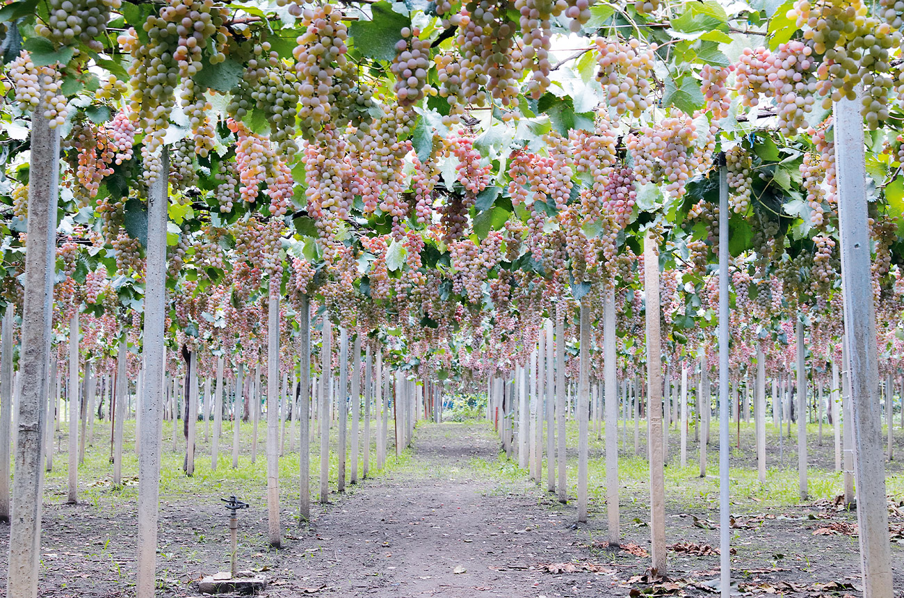 Manns Wines&amp;rsquo; Katsunuma winery was established in 1962.