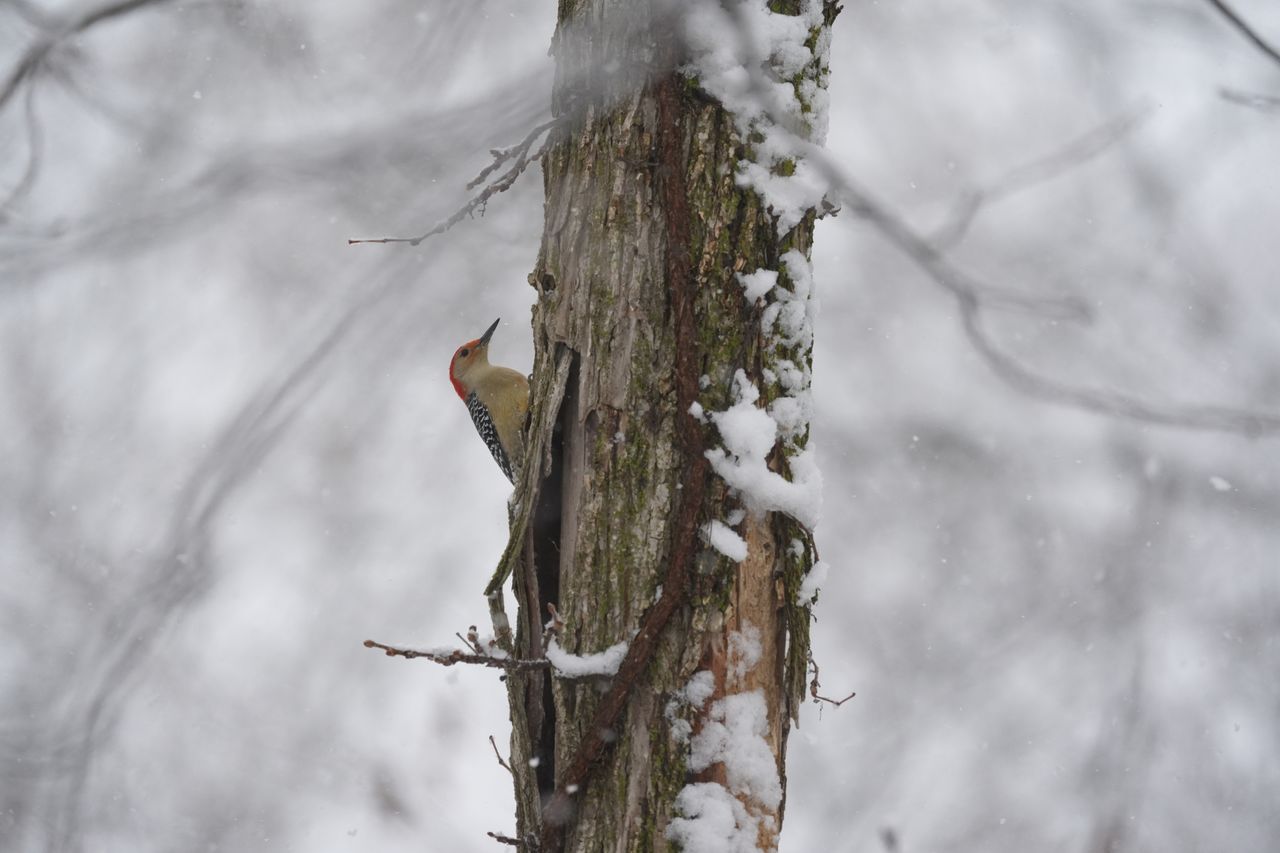 A bird photo taken with the Sony A7 V and FE 200-600mm f/25.6-6.3 G OSS