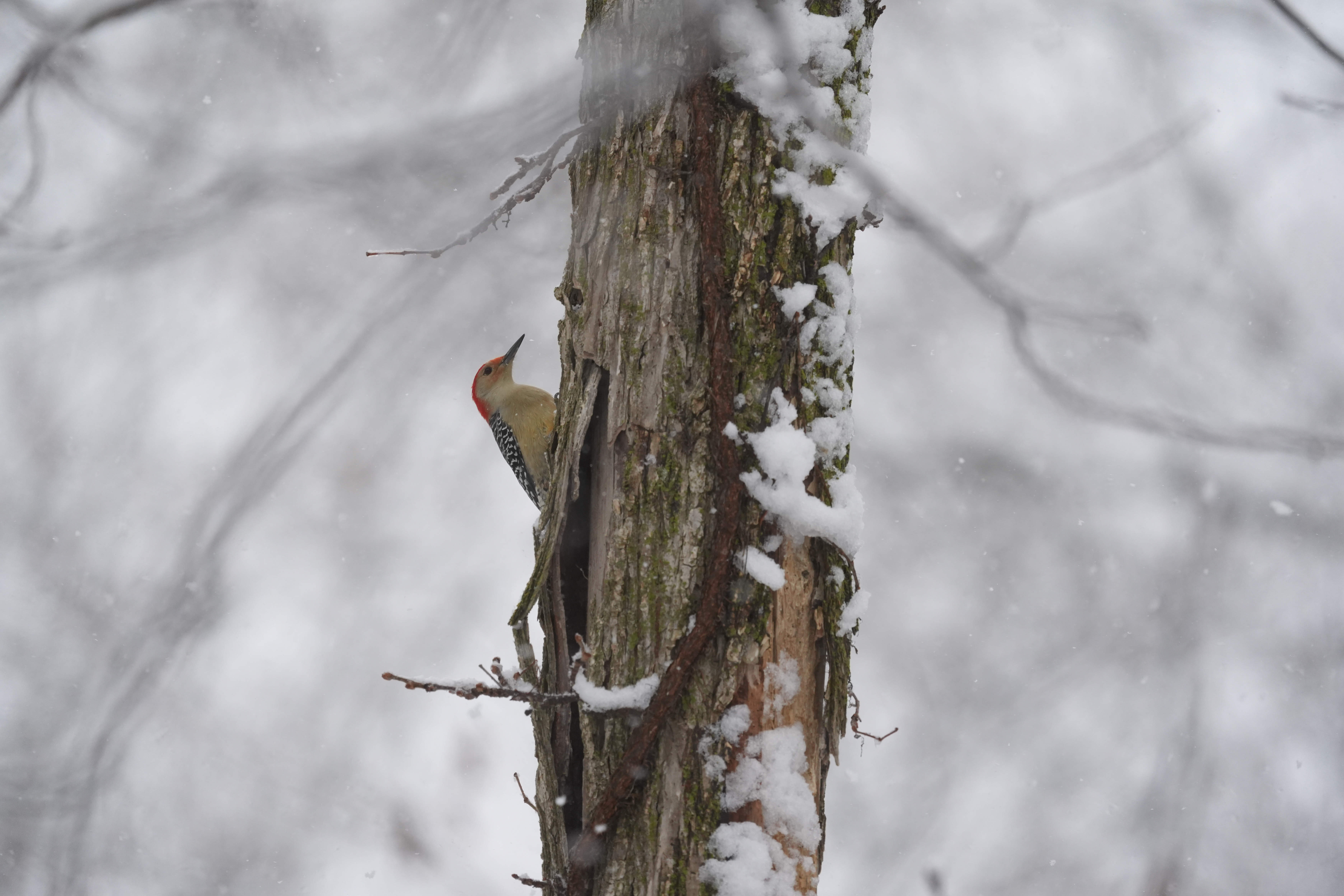 A bird photo taken with the Sony A7 V and FE 200-600mm f/25.6-6.3 G OSS