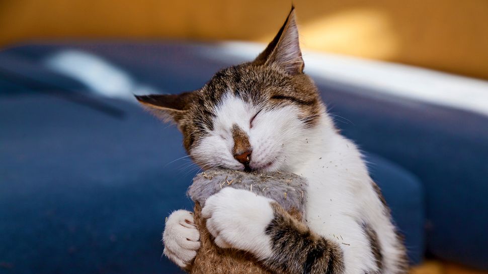 Does Catnip Really Make Cats High Live Science