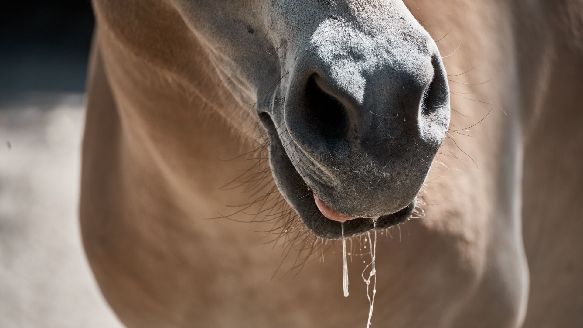 Close up of horses nose