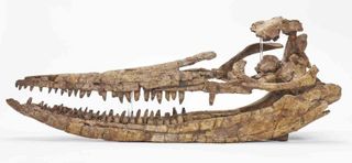 The nearly 200-million-year-old ichthyosaur skull.