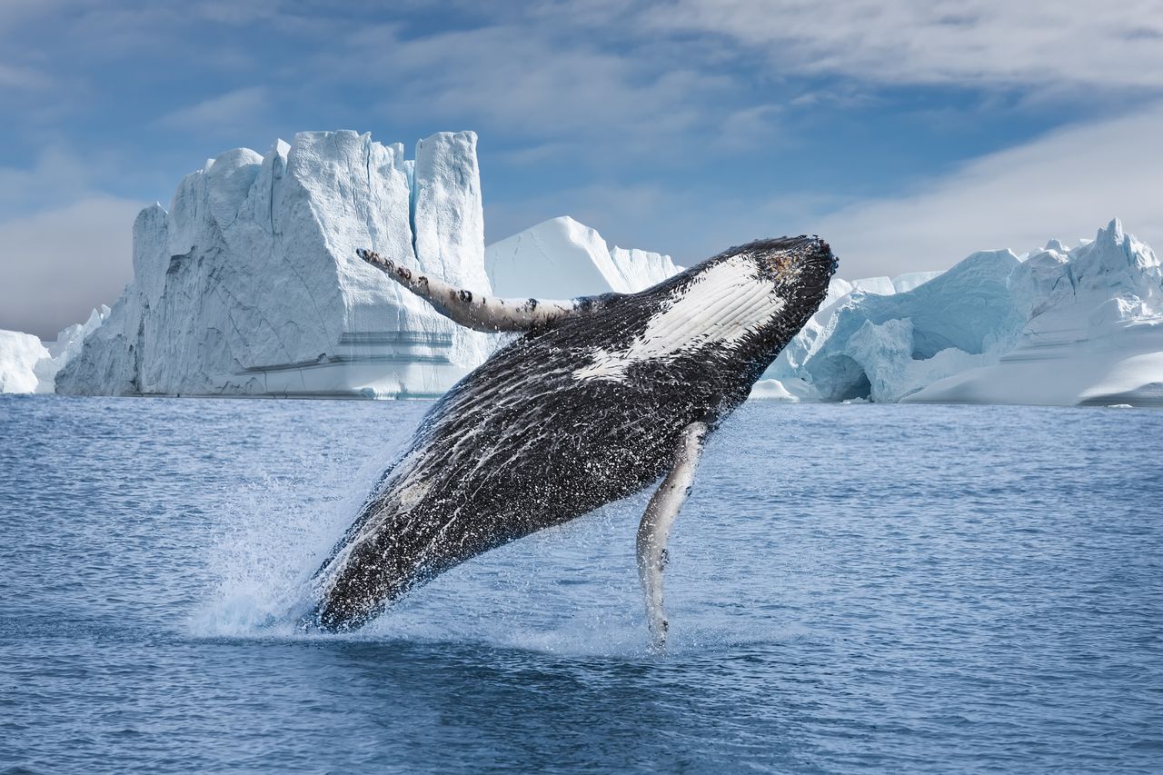 A whale breaches in front of massive icebergs in the water of Greenland