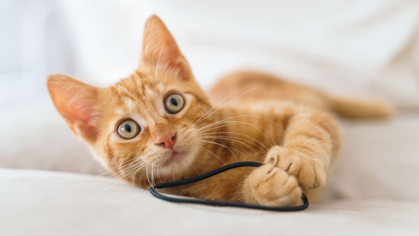 Ginger kitten playing with hair tie