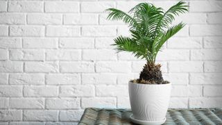 A Sago Palm sitting on a table