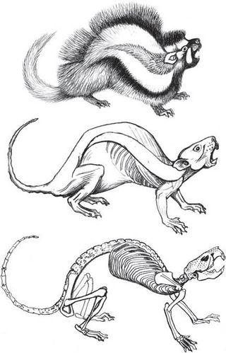 Skeletal, muscular and hair-covered sketches of the crested rat, native to Africa.