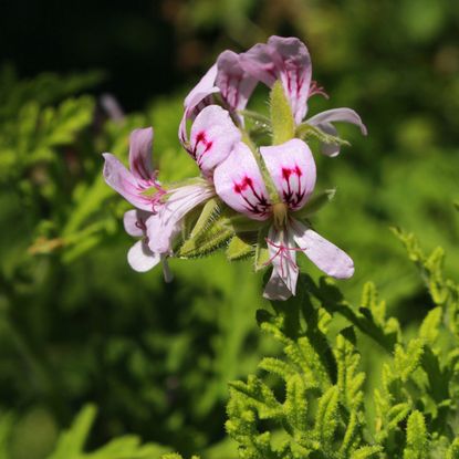 Scented geranium flowers