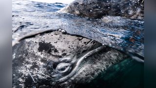 Whale partially submerged. 