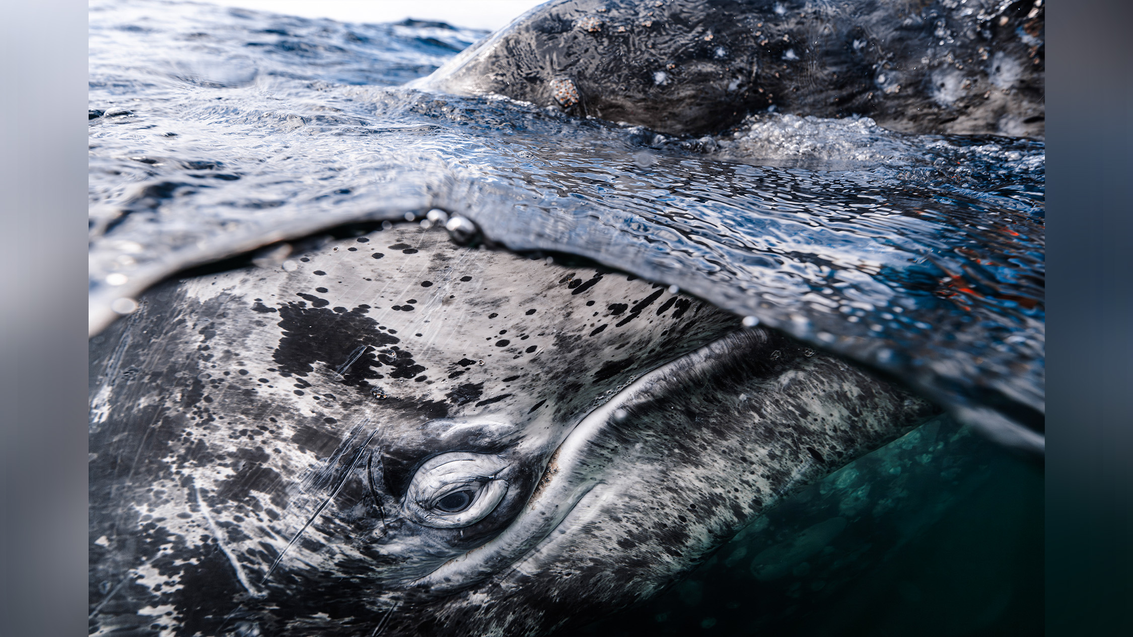 Whale partially submerged.
