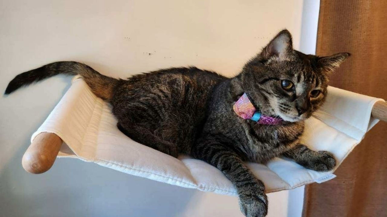 Amanda's cat sitting in the 7 Ruby Road Wall Mounted Cat Wall Hammock, one of the best cat hammocks