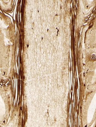 fossilized fern under a microscope