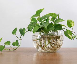 pothos with roots in glass bowl