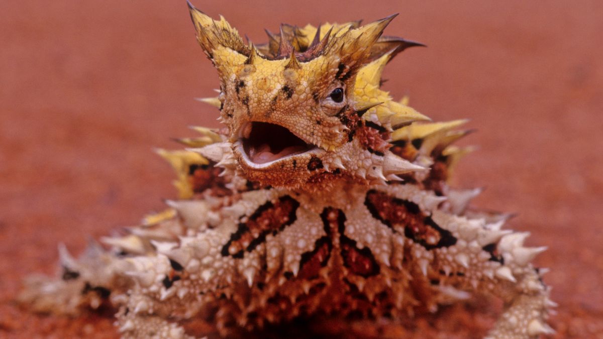 Close-up photograph of the thorny devil lizard with spikes covering its head and body.