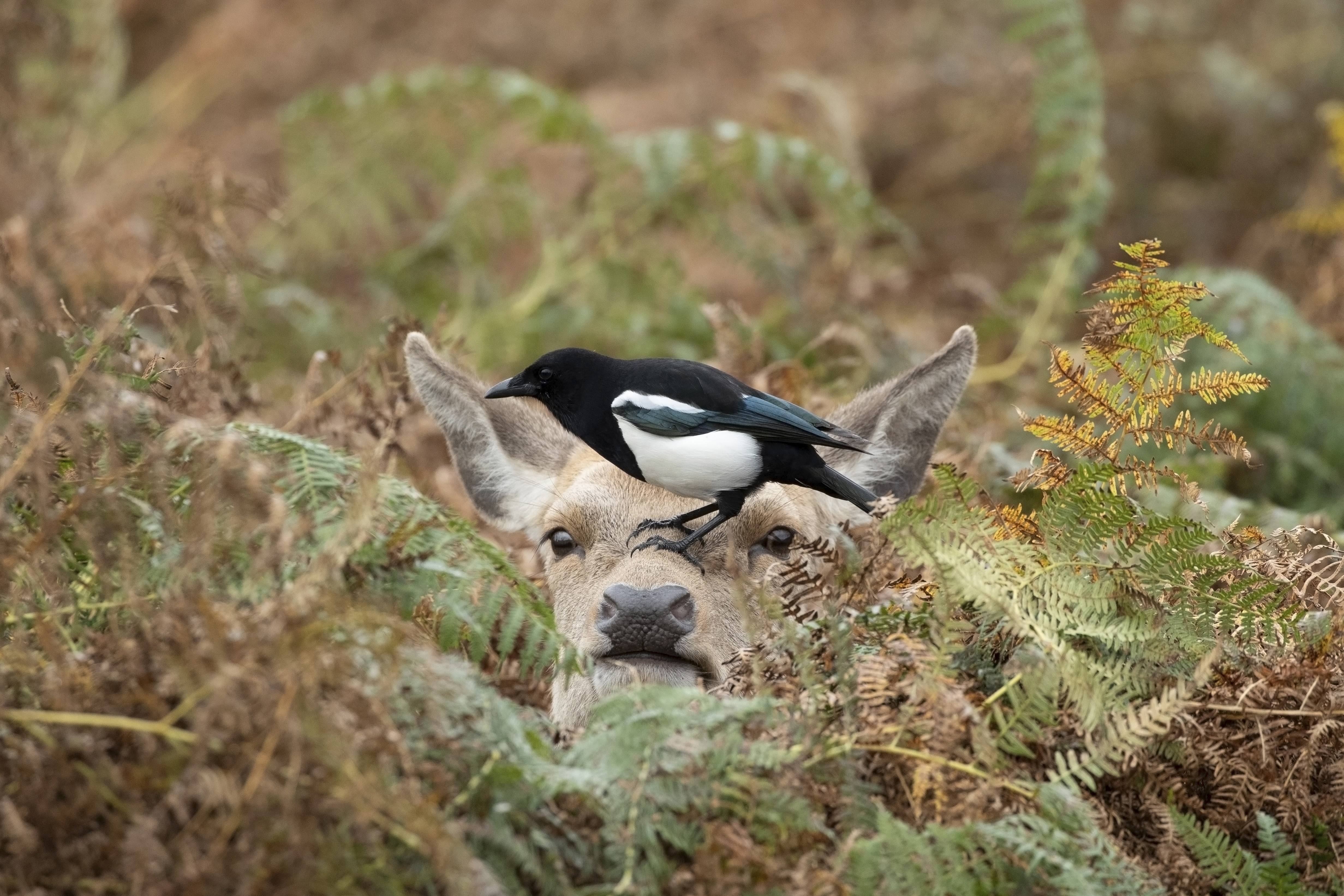 Magpie