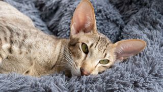 headshot of a slender cat with striped markings and big ears laying on a grey fluffy rug