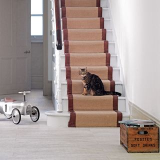 cat on stair carpet