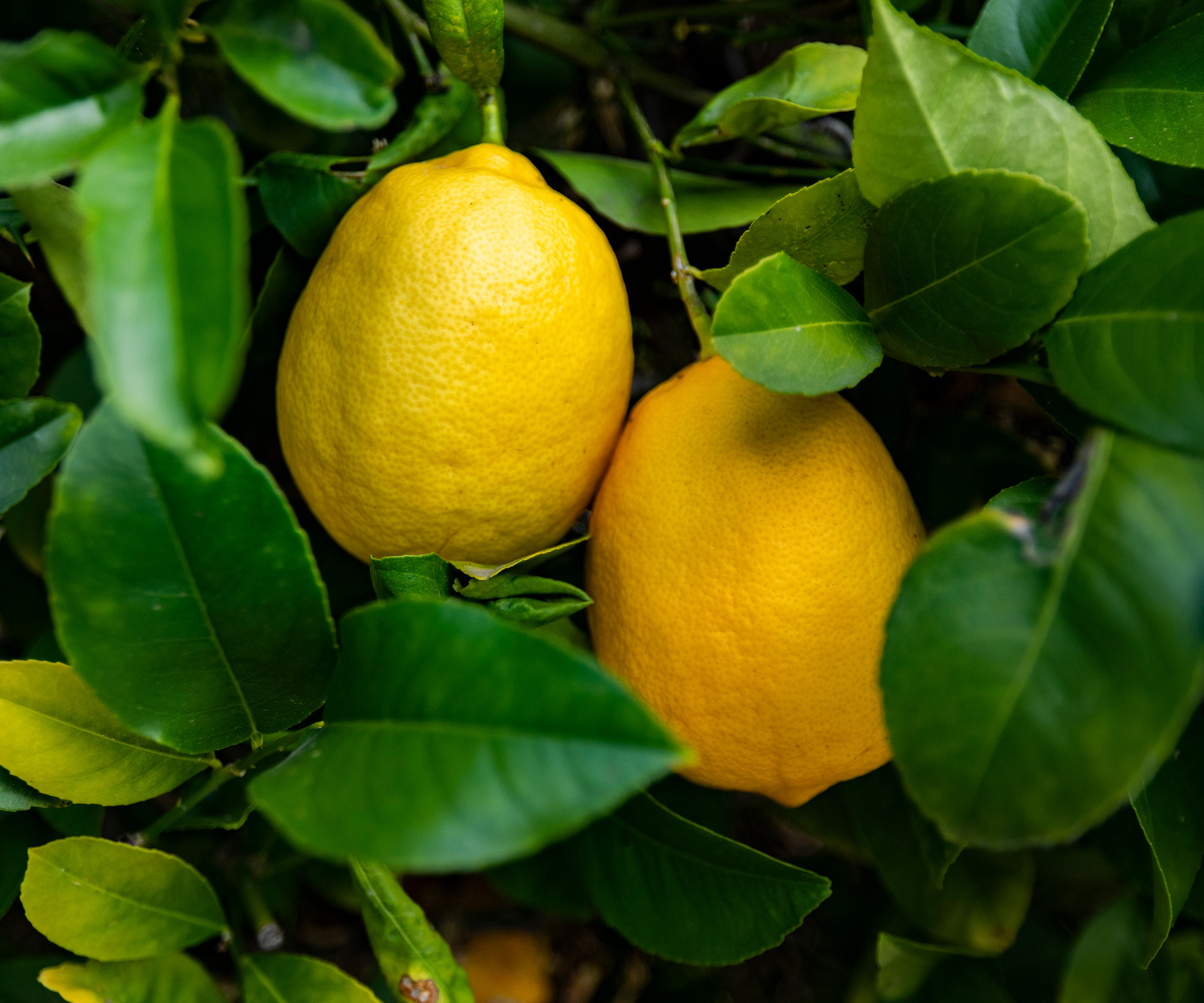 Meyer lemon tree growing in container