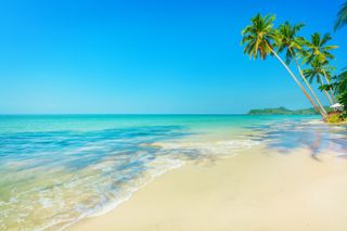 Tropical beach with palm trees.