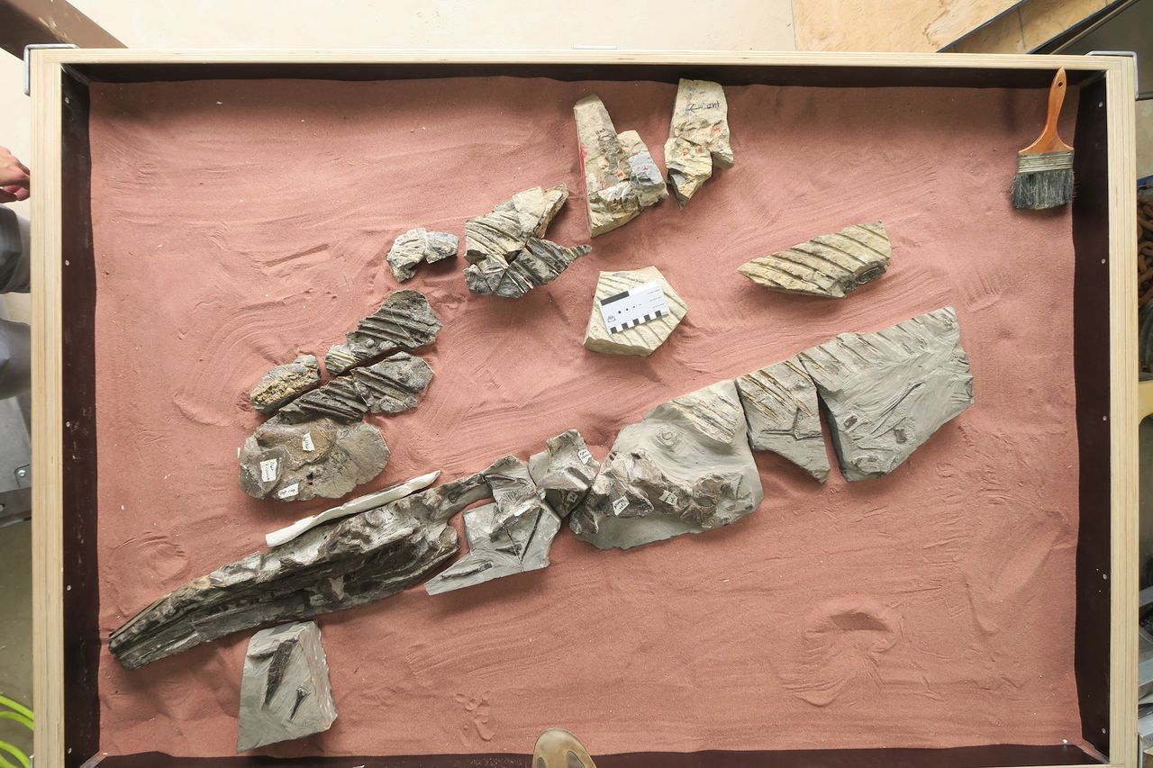 The skeleton of Cymbospondylus duelferi after it was cleaned and laid out in a lab sandbox.