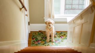 Goldendoodle at bottom of stairs