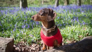 Dachshund in a jumper