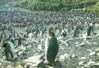 penguin pictures, penguin news, gentoo penguins, king penguins, images of penguins in antarctica, animals, camera trap pictures