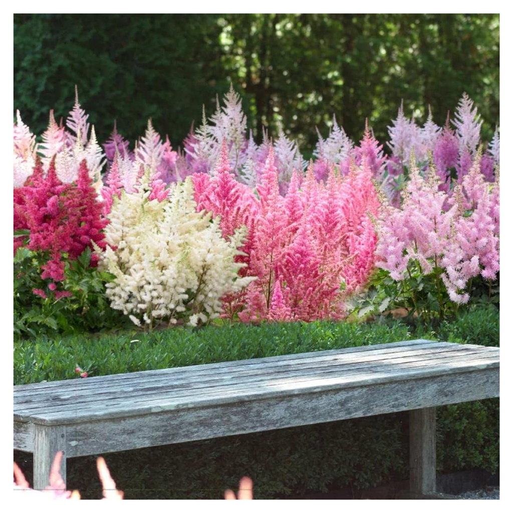 Image showcasing 7 Partial Shade Plants to Add to Your Yard | Livingetc
