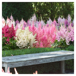 A patch of colorful astilbe crops