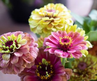 zinnia cut flowers freshly harvested