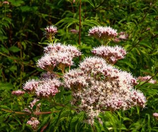 Common boneset, Eupatorium perfoliatum, with white blooms in a garden border