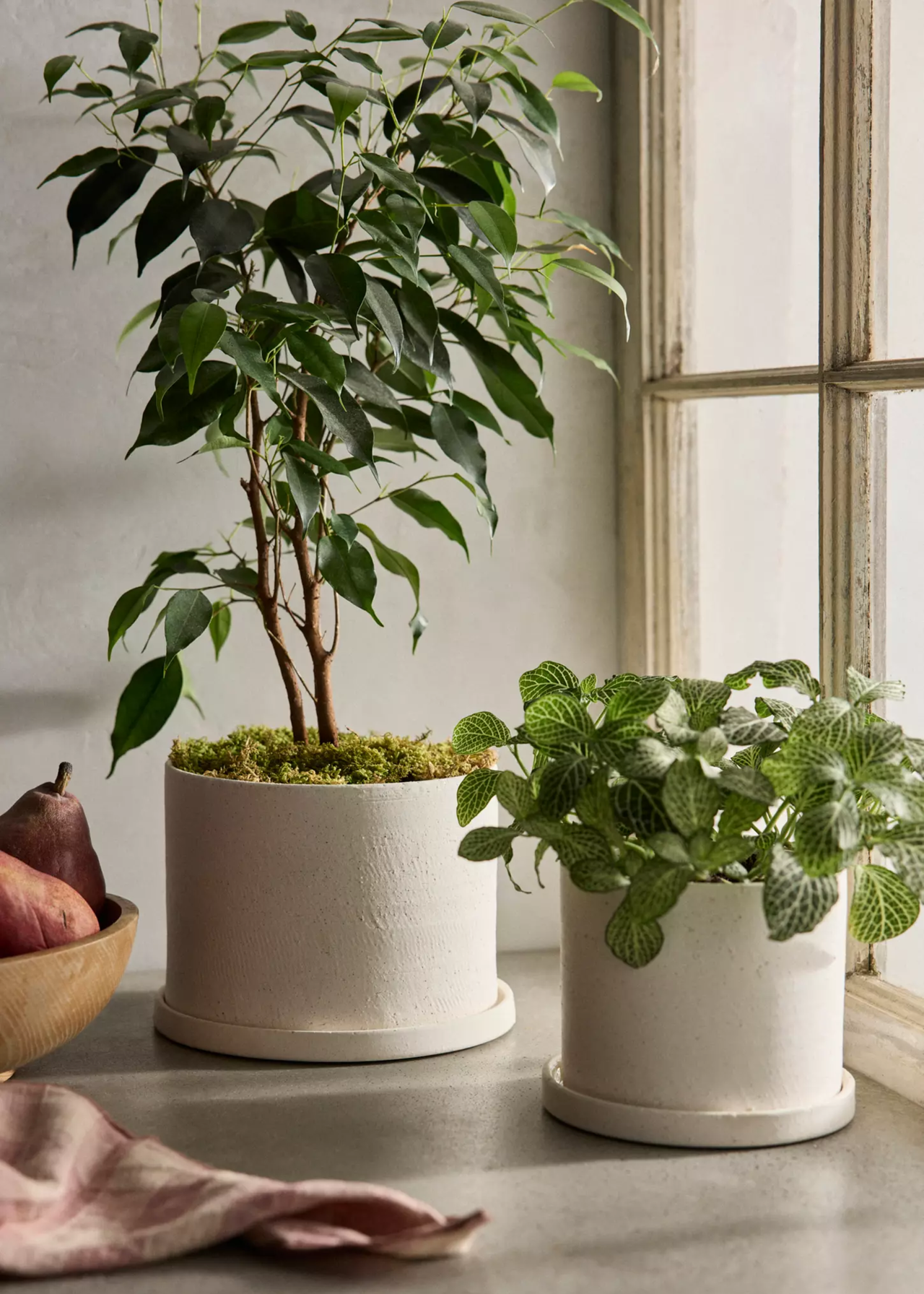 A pair of potted plants on a counter with moss soil cover