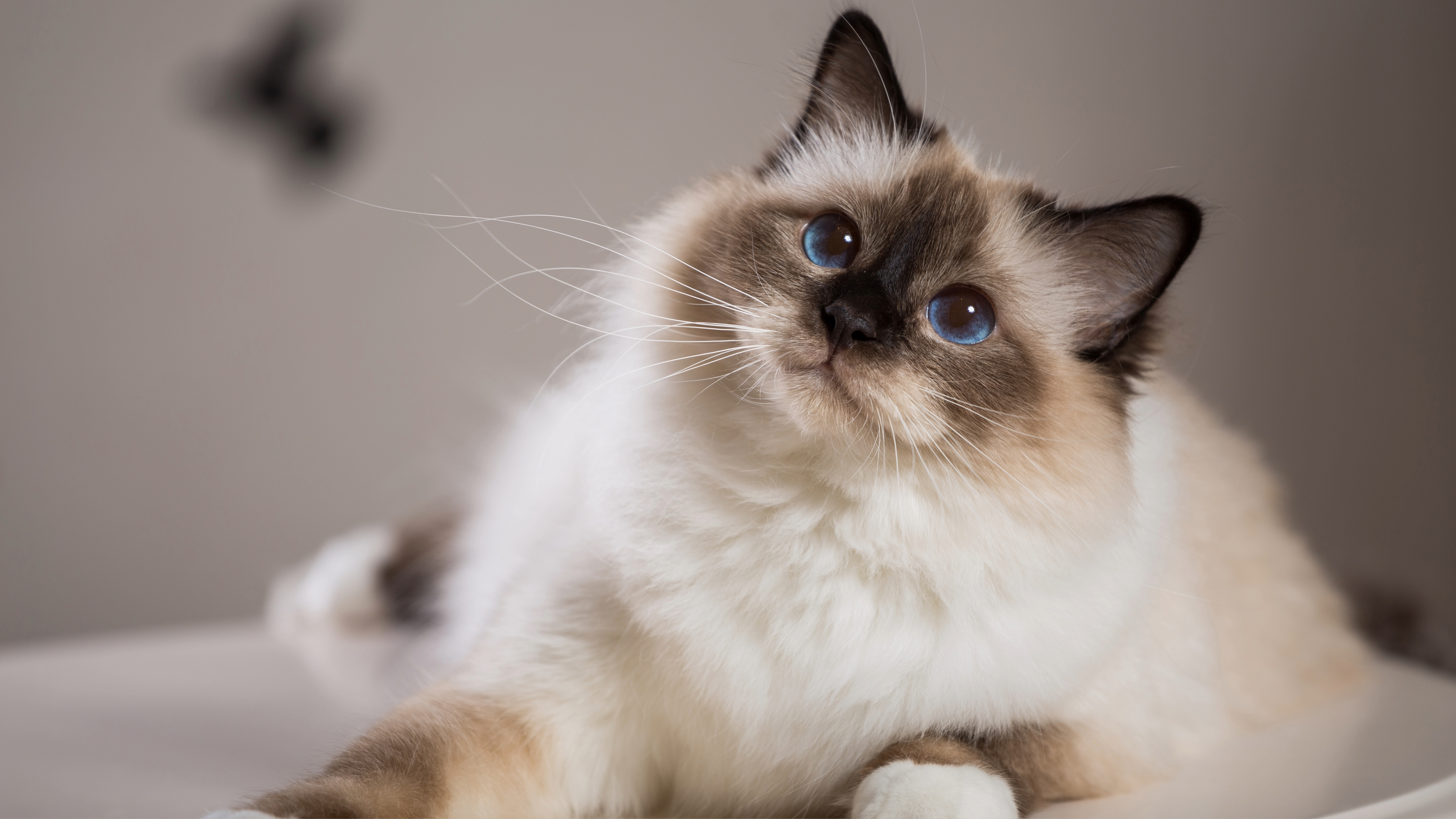Birman cat