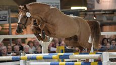 A horse loose jumping.