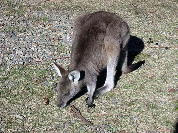 A little wallaby