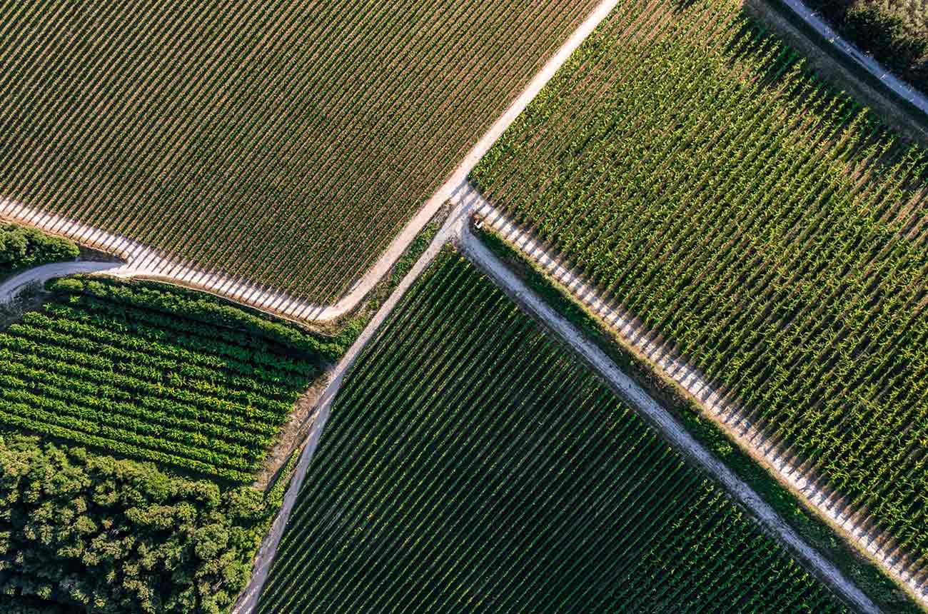 Pasqua Wines' Mai Dire Mai vineyards in Verona, Italy